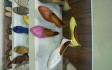 DSC00250